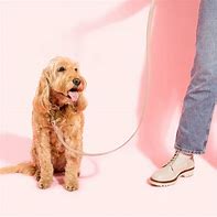 Dog Lead
