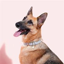 Dog Collar