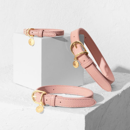 Dog Collar
